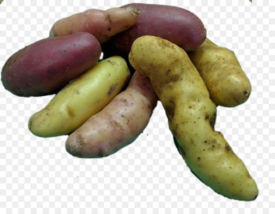 Kentang，Fingerling Kentang PNG