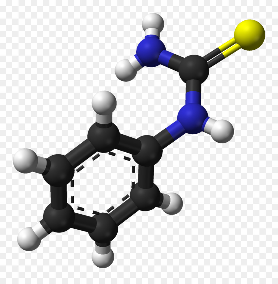 Phenylthiocarbamide，Mencicipi Ptc PNG