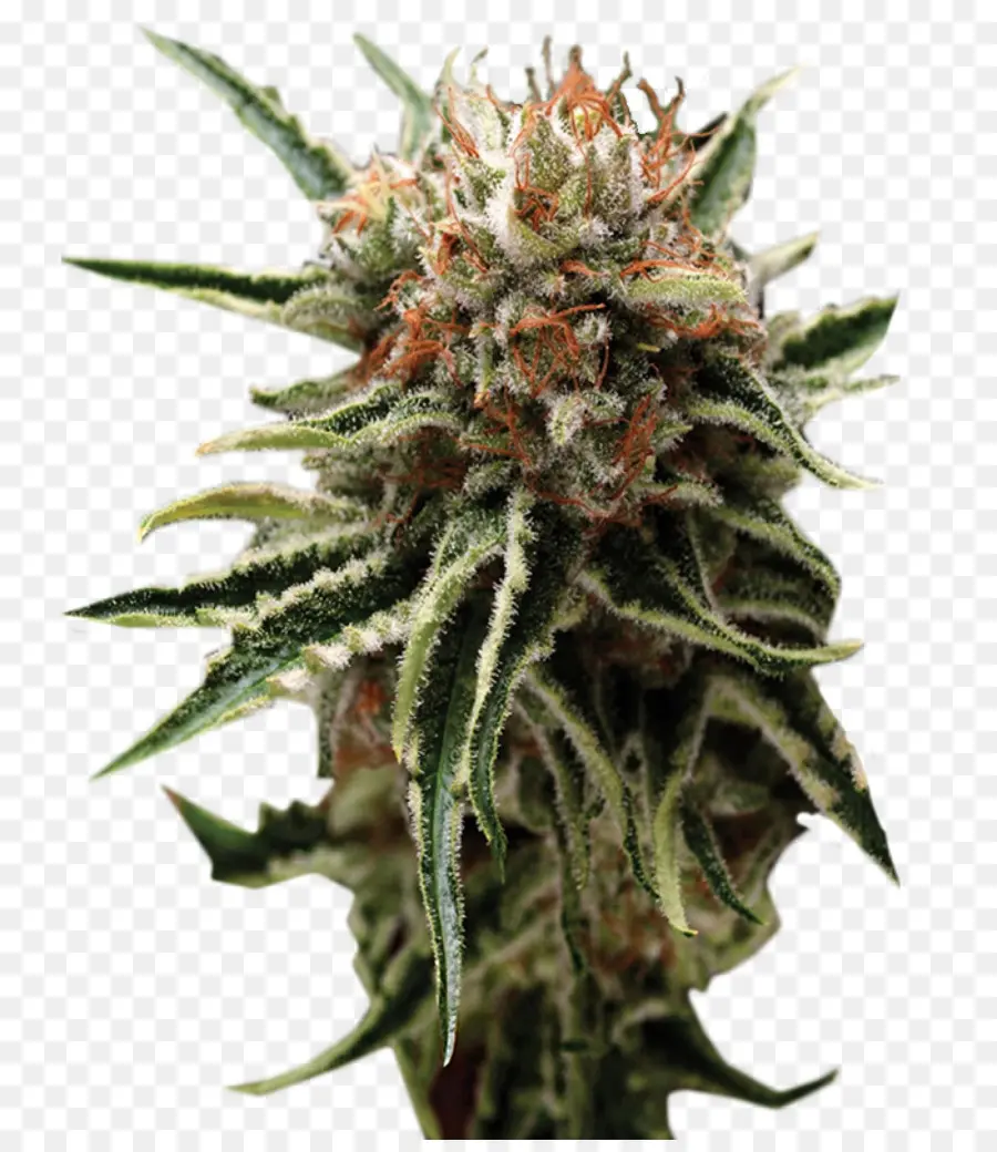 Ganja Autoflowering，Bank Bibit PNG