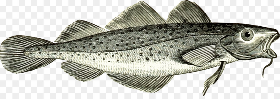 Cod，Ikan PNG