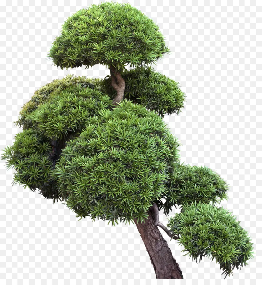 Pohon，Bonsai PNG