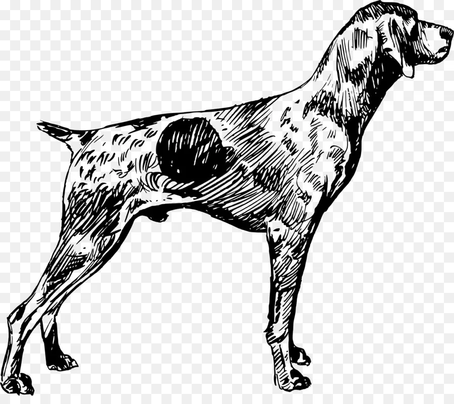 Jerman Shorthaired Pointer，Pointer PNG