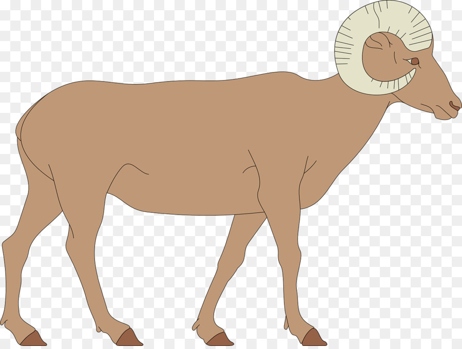 Domba，Bighorn Domba PNG