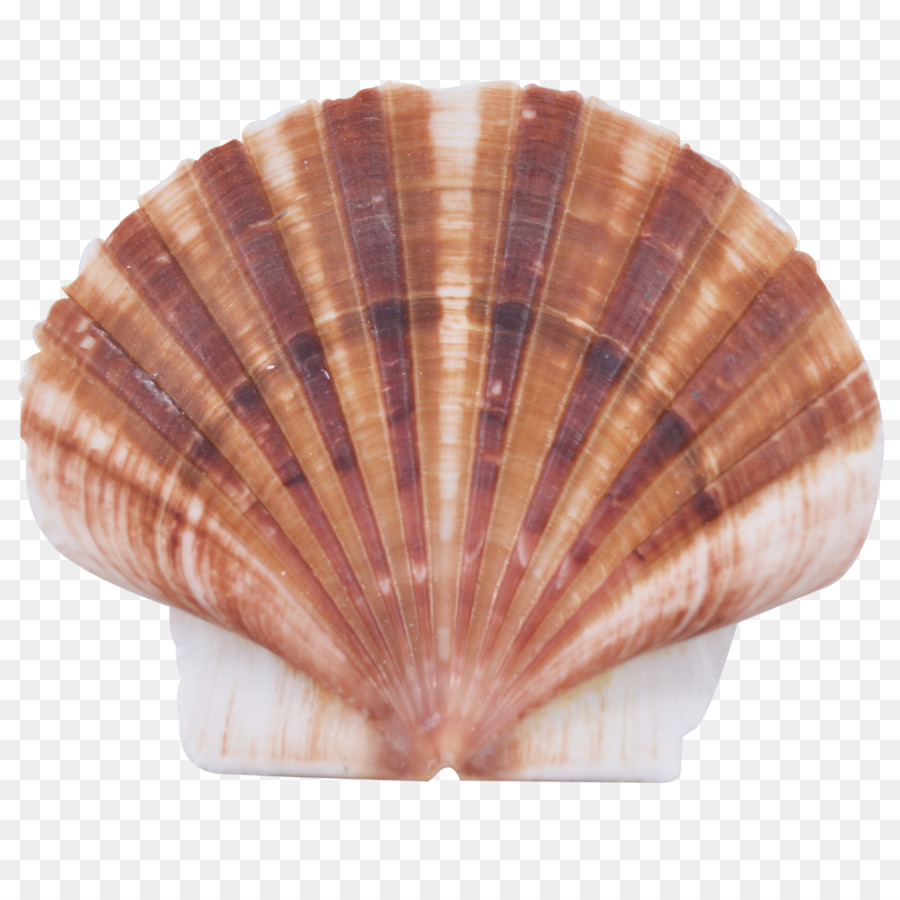 Kerut，Kerang Laut PNG