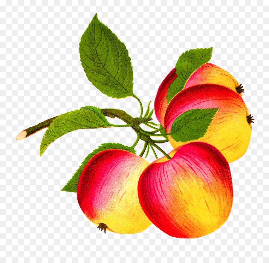 Apple，Makanan PNG