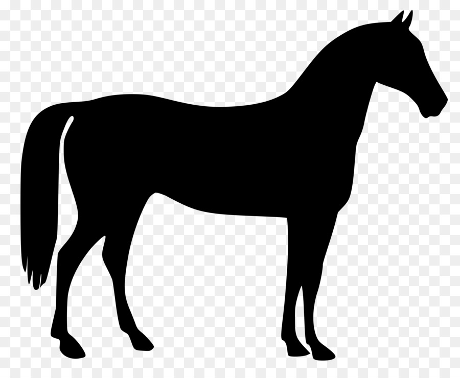 Kuda Arab，American Quarter Horse PNG