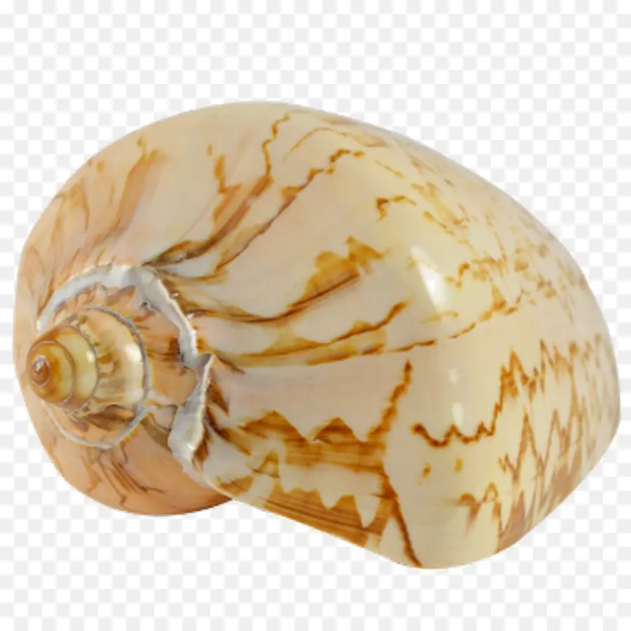 Kerang Laut，Konkologi PNG