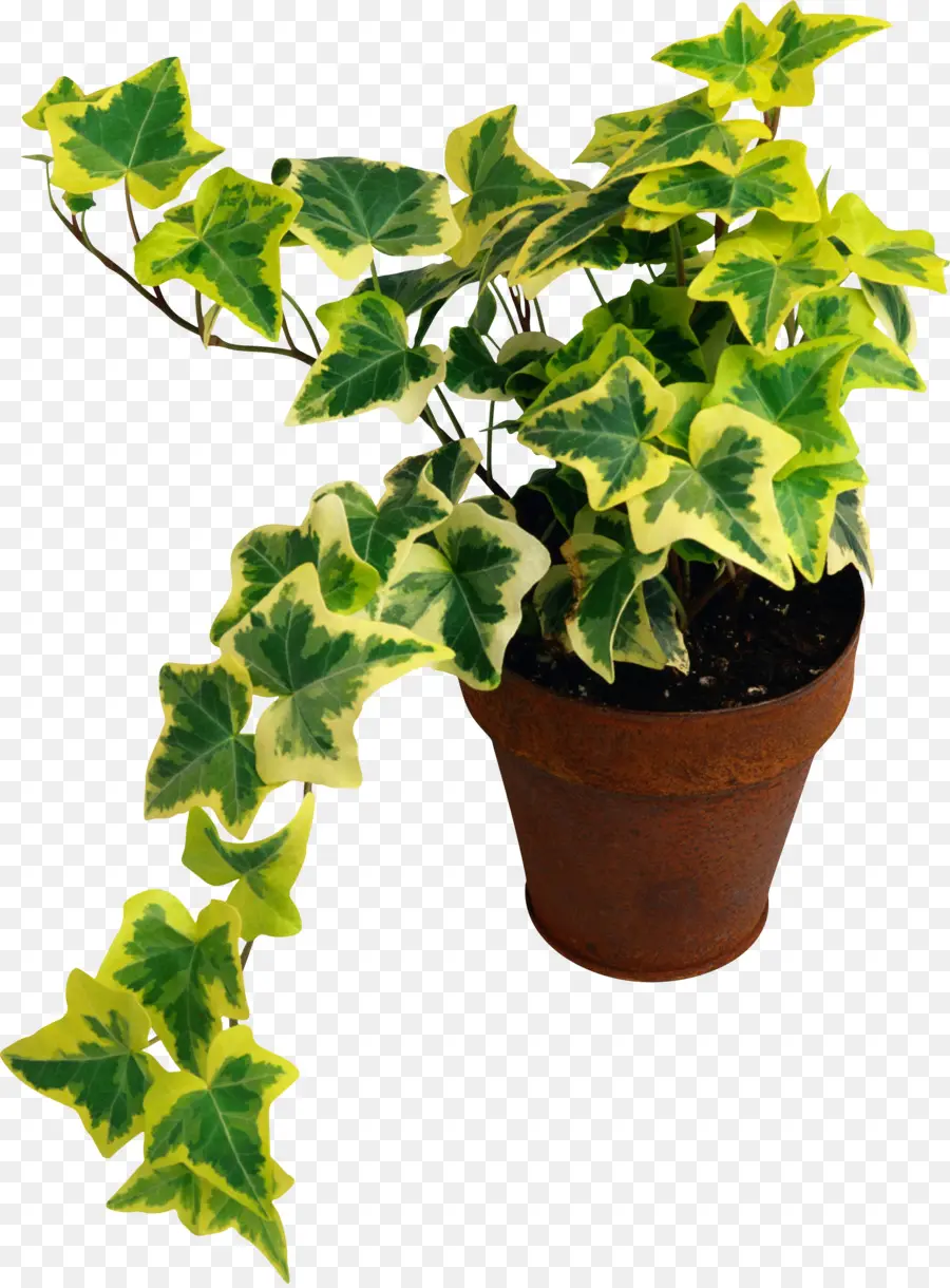 Tanaman Pot，Ivy PNG