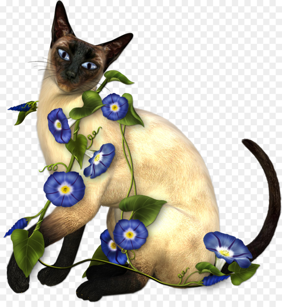 Kucing Siamese，Anak Kucing PNG