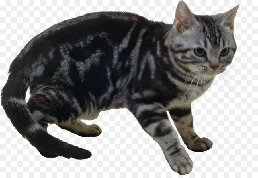 Amerika Shorthair，Manx Kucing PNG