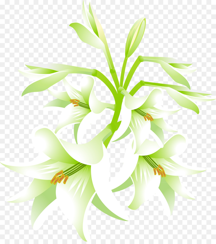 Lily Putih, Bunga, Lilium Teleskop gambar png