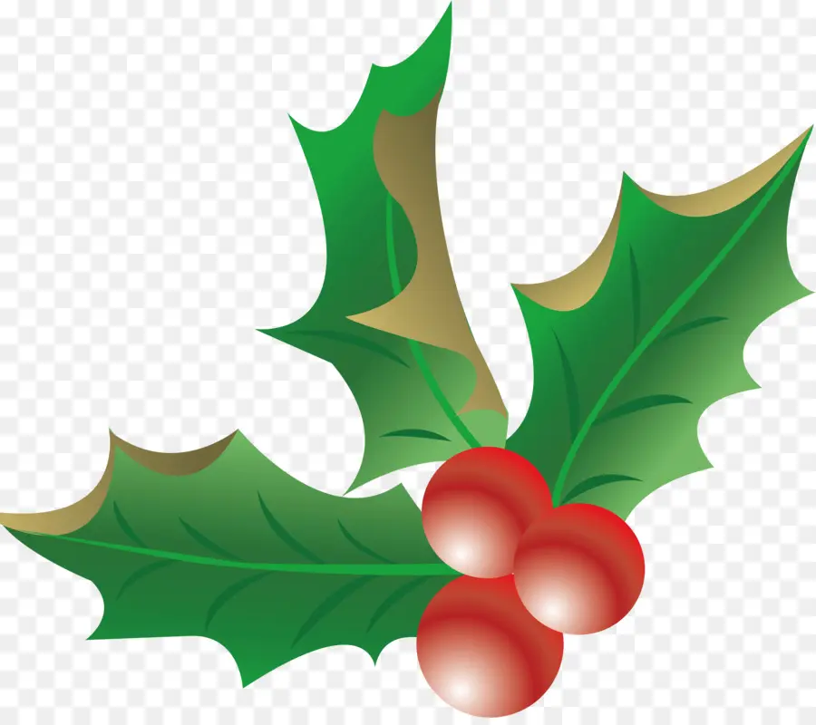 Holly，Daun Daun PNG