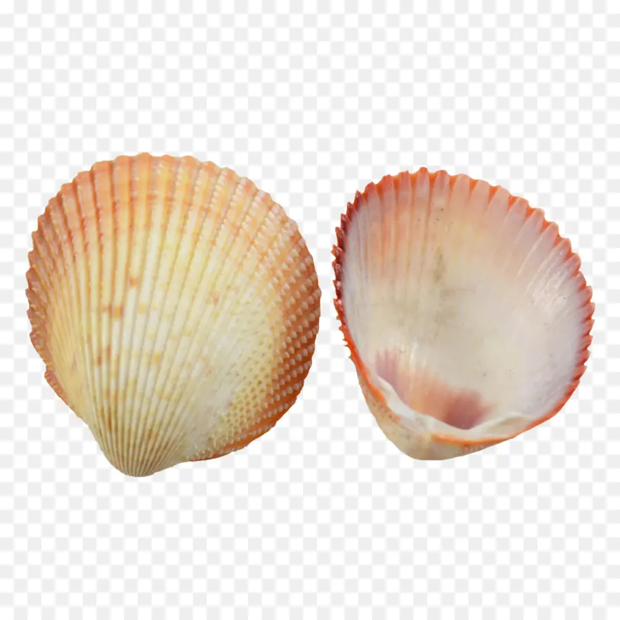 Kerut，Kerang PNG