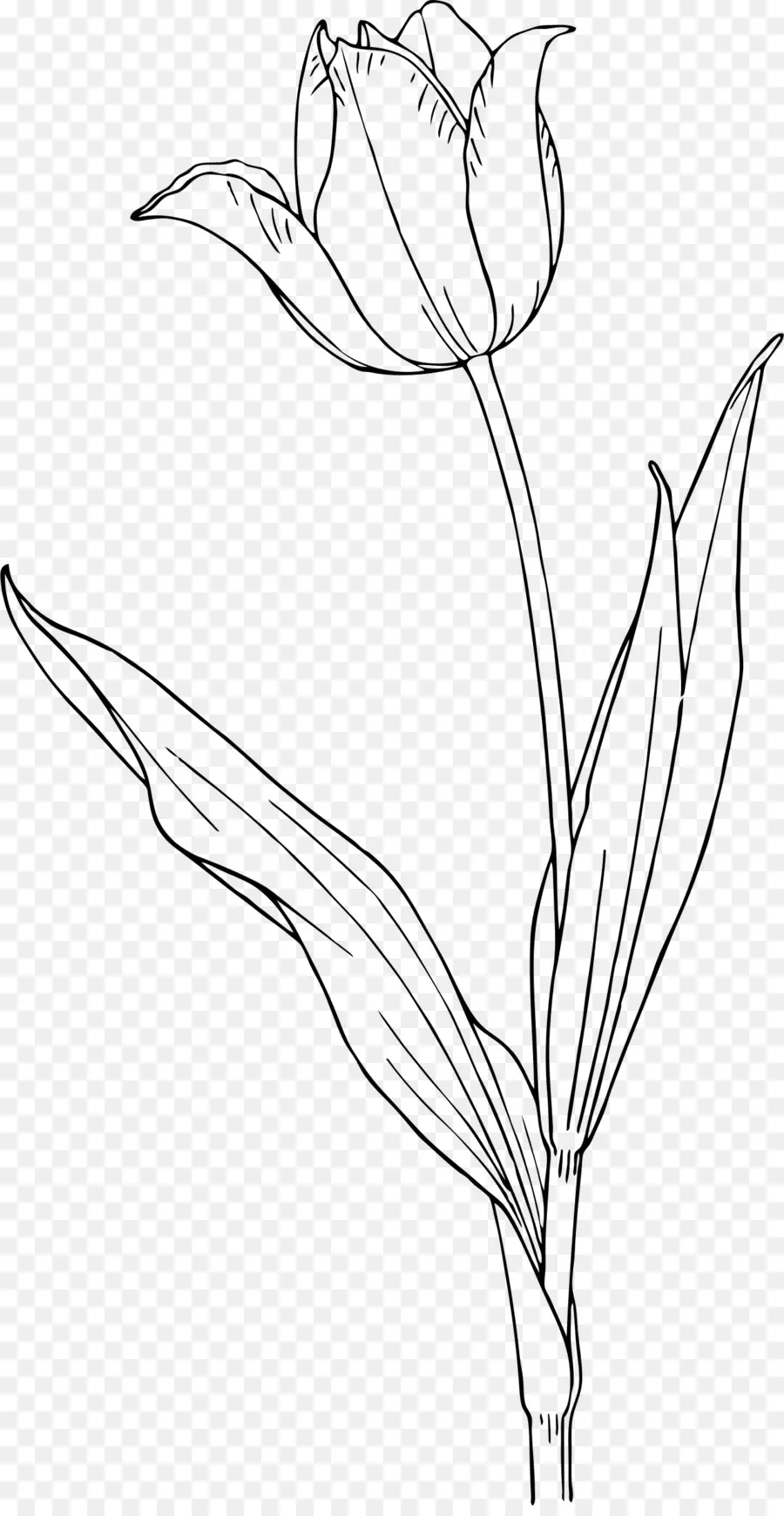 Tulip，Alam Gambar Dan Desain PNG