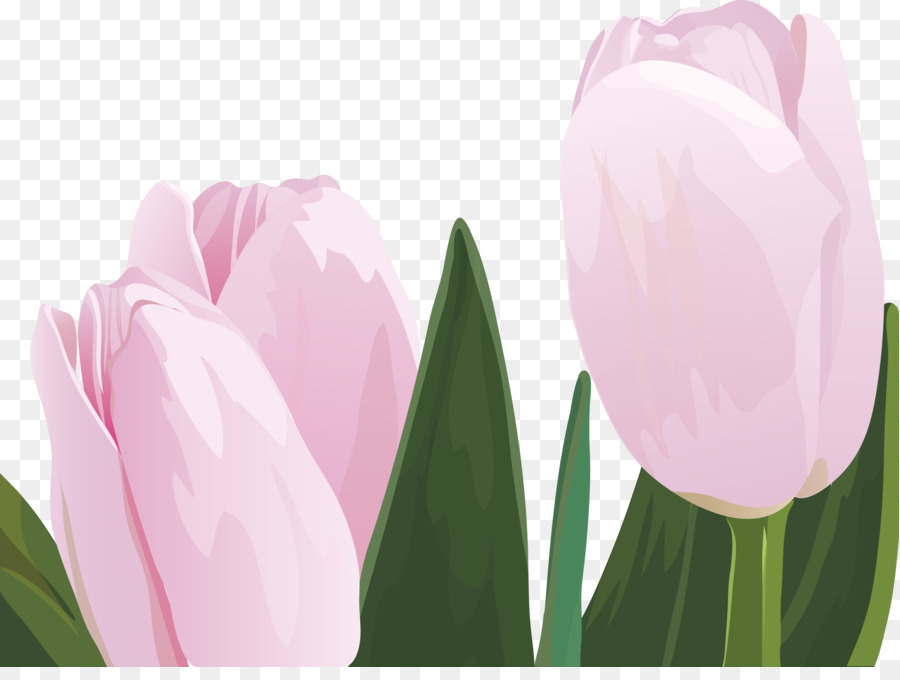 Tulip，Bunga PNG