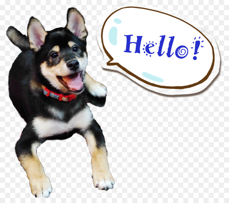 Lapponian Herder，Shiba Inu PNG