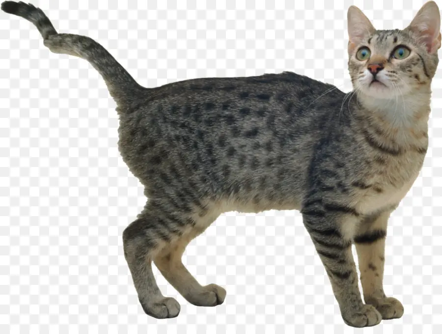 Kucing Benggala，Kucing PNG