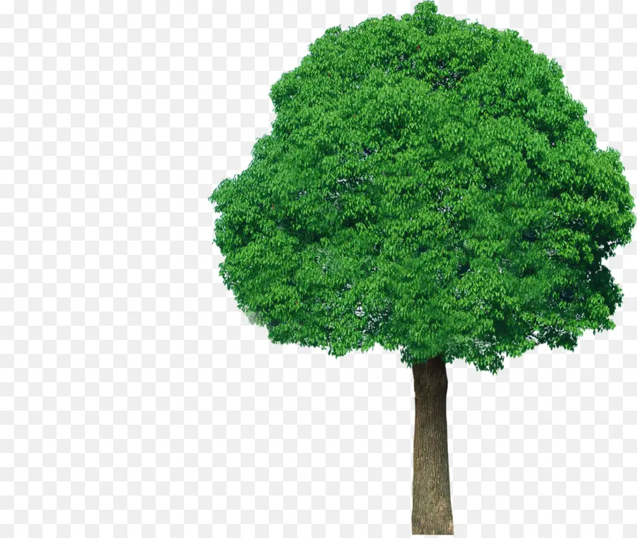 Pohon，Hijau PNG
