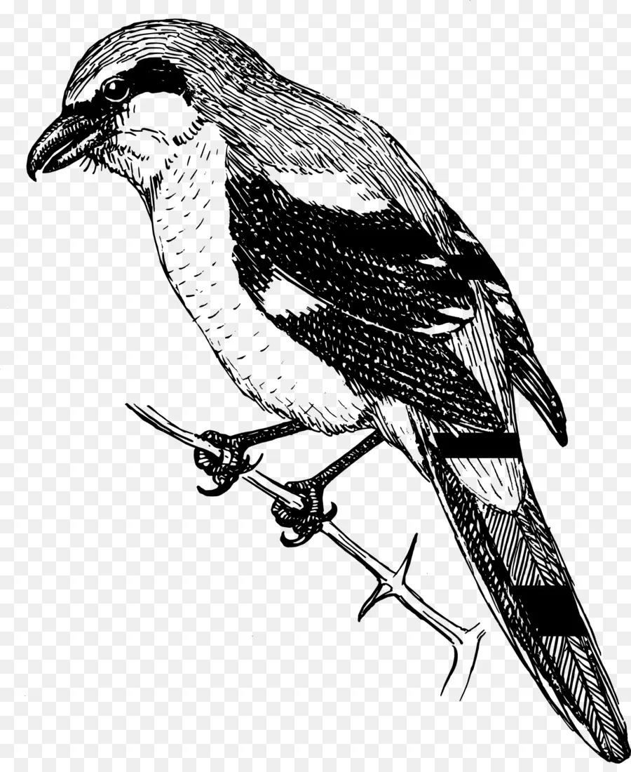 Gambar Burung，Hitam Dan Putih PNG