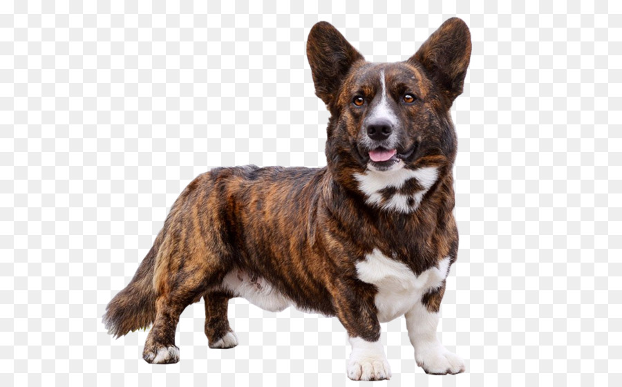 Anjing Corgi，Corgi PNG