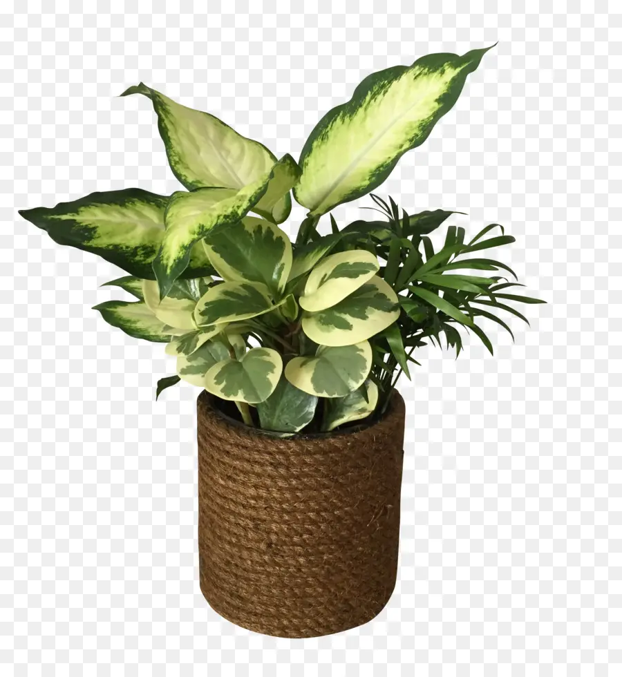 Tanaman Pot，Daun Daun PNG