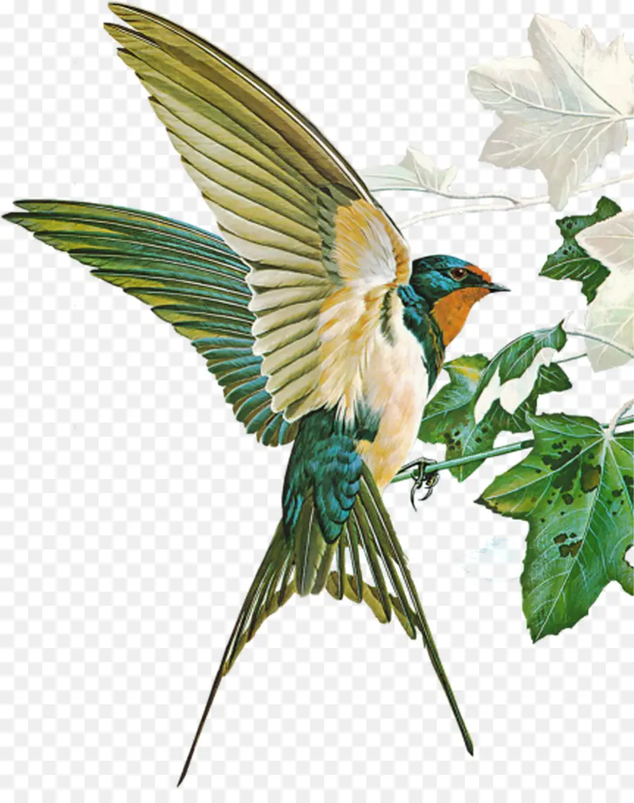 Burung，Burung Burung Kota Dan Desa PNG