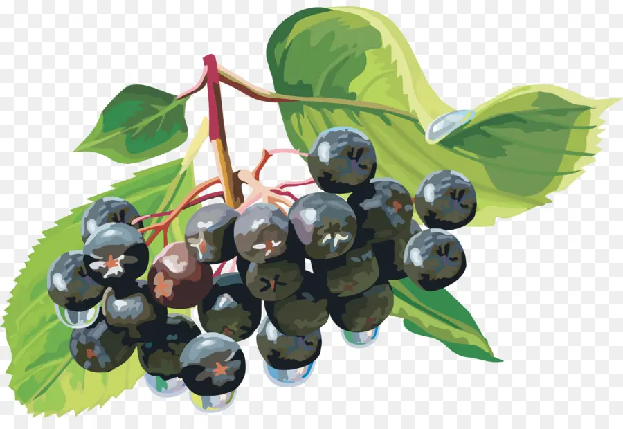 Berry Hitam，Daun PNG