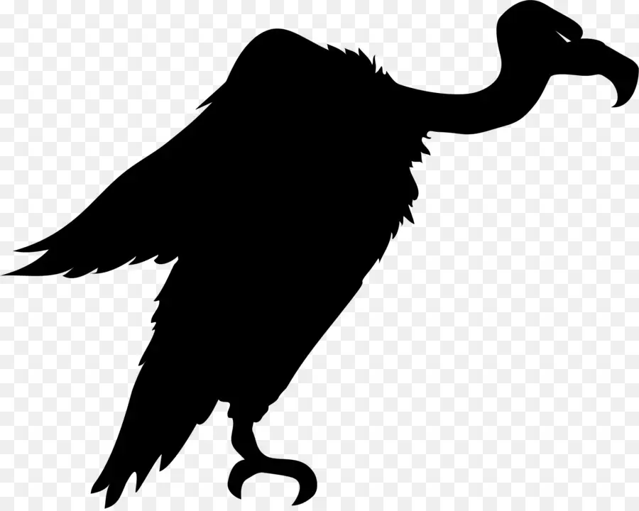 Turki Vulture，Burung PNG