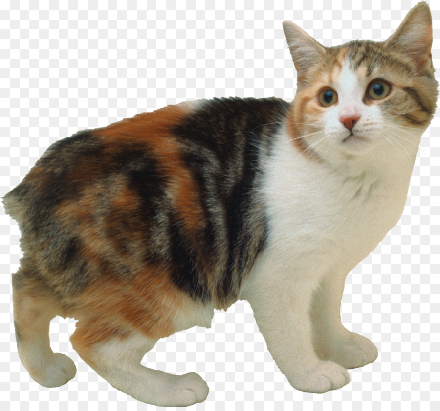 Anak Kucing，Kucing PNG