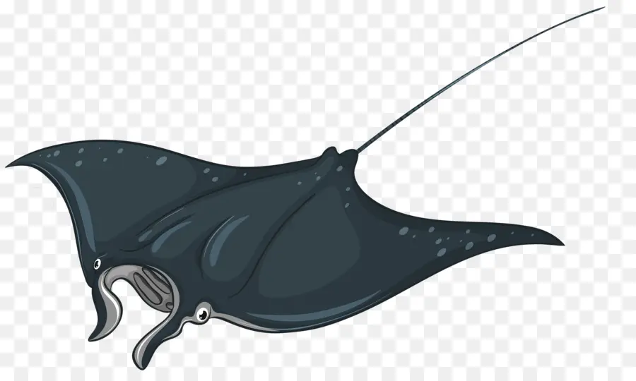 Manta Ray，Laut PNG