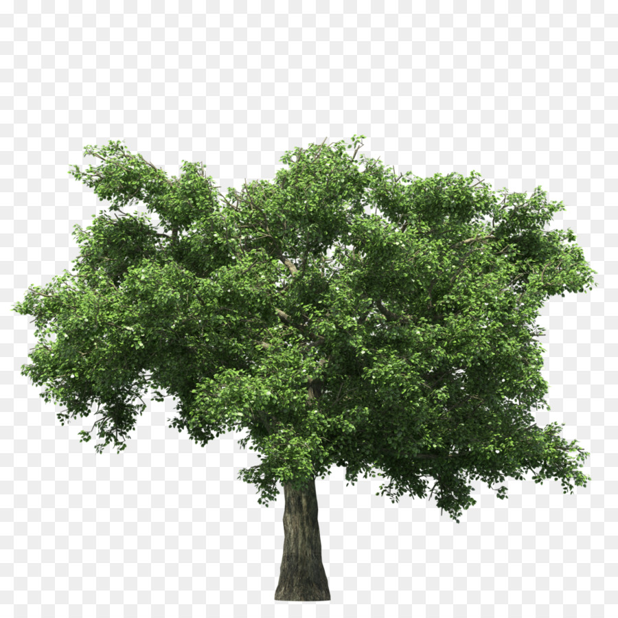 Pohon，Render PNG