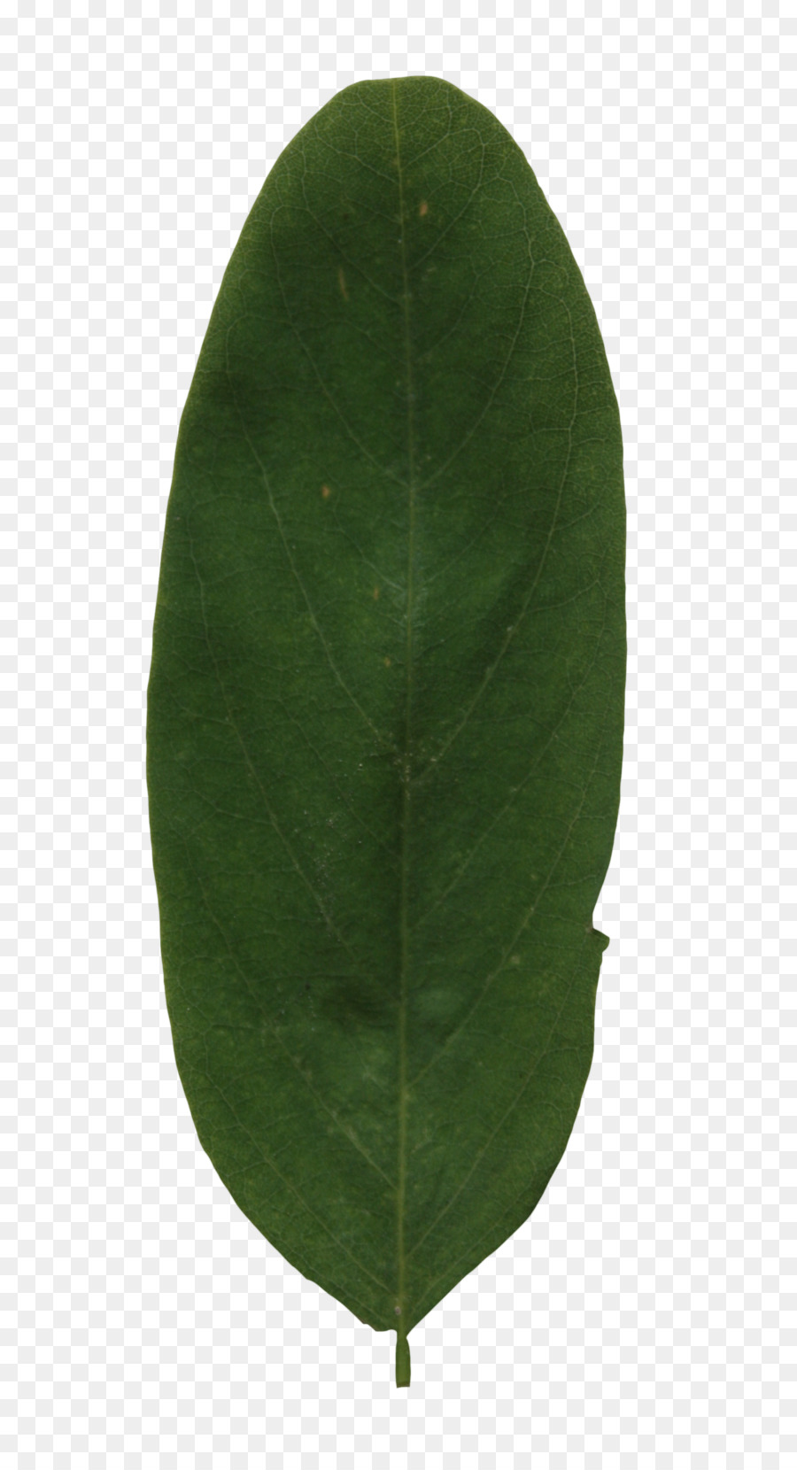 Daun，Hijau PNG