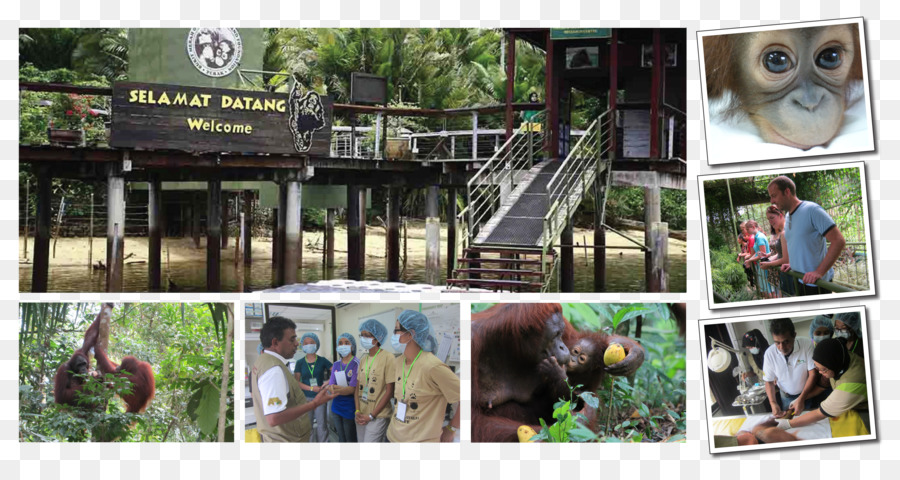 Bukit Merah，Orangutan PNG