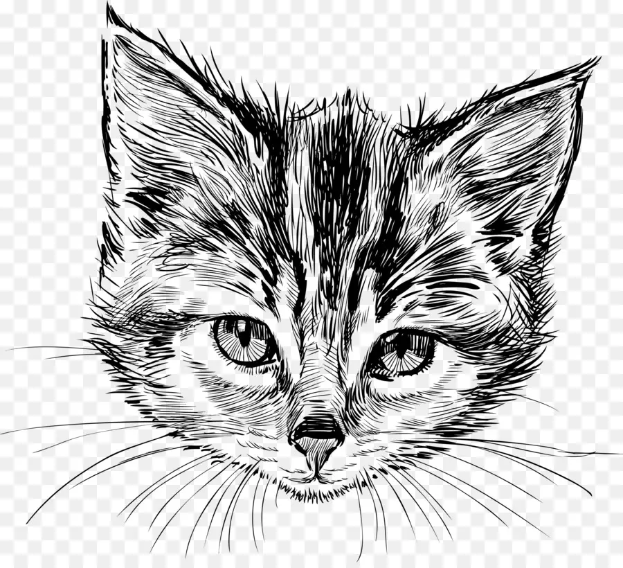 Gambar Kucing，Sketsa PNG