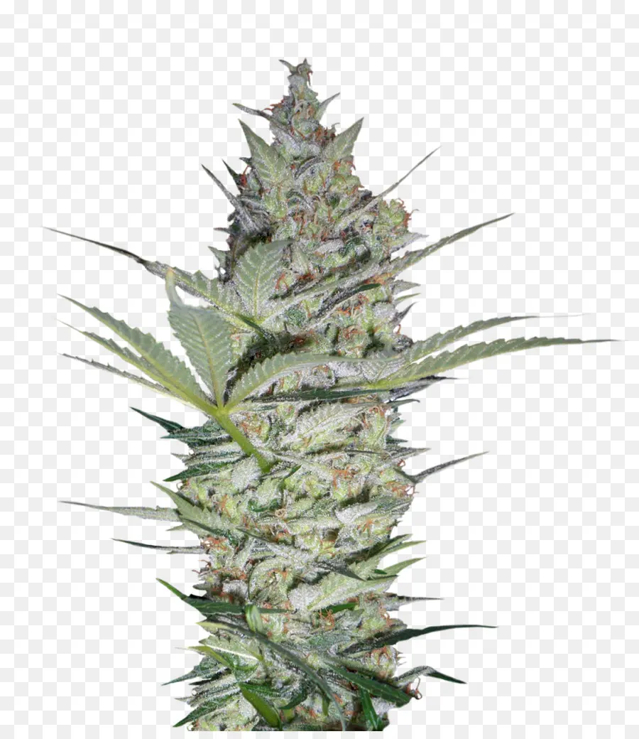 Bud Ganja，Ganja PNG