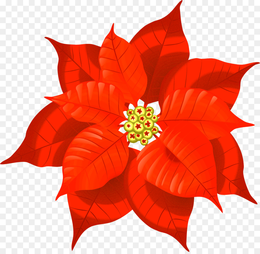 Poinsettia，Merah PNG