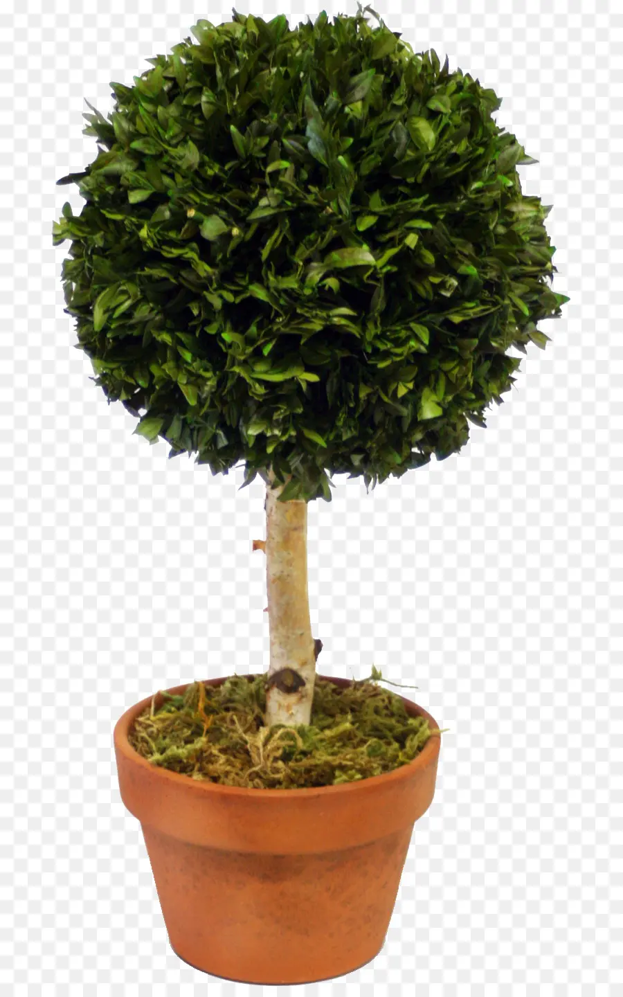 Tanaman Pot，Topiary PNG