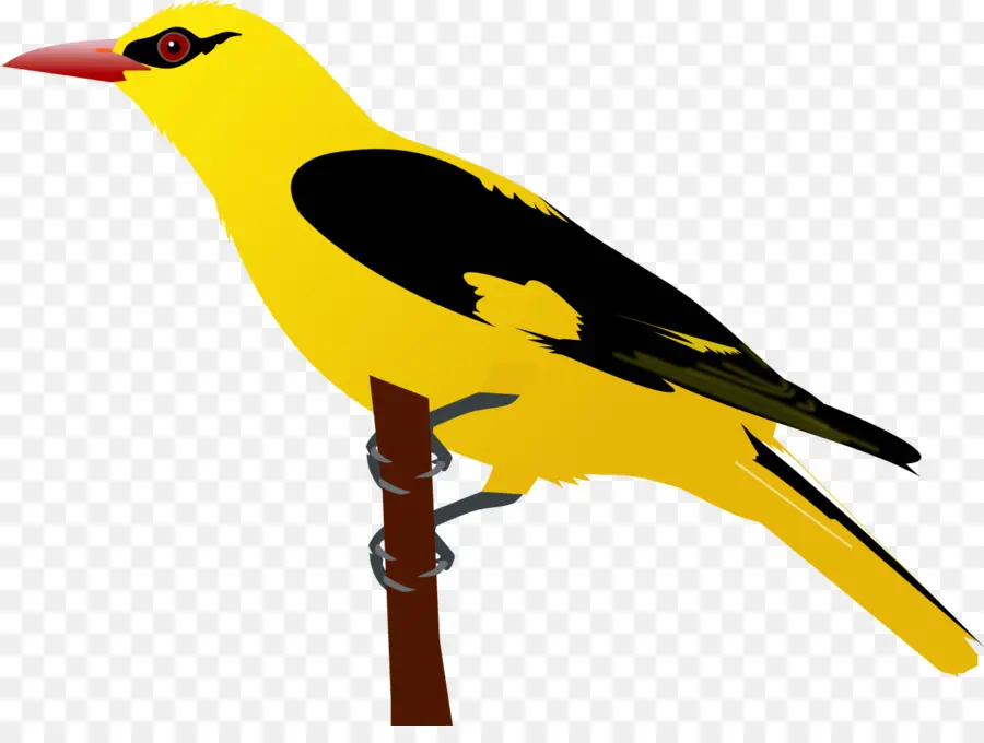 Burung Kuning，Burung PNG