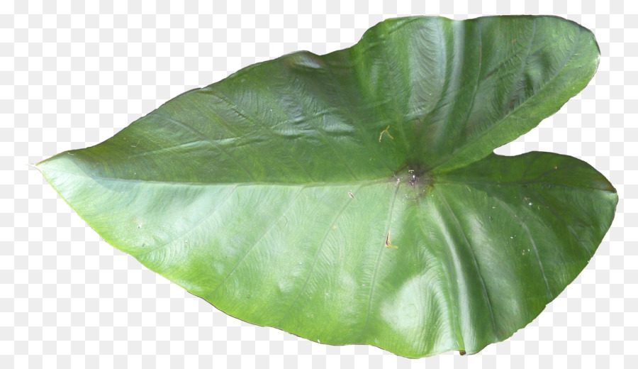 Daun Daun，Hijau PNG