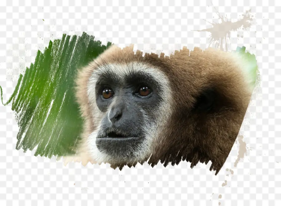 Mandrill，Hainan Black Crested Gibbon PNG