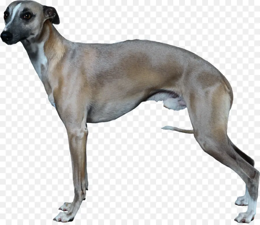 Greyhound Italia，Whippet PNG