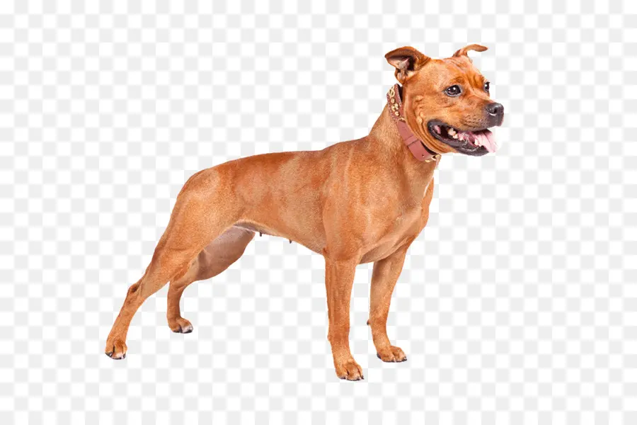 Anjing Abu Abu，Peliharaan PNG