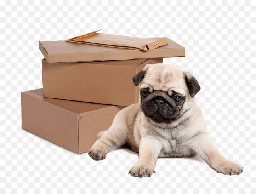 Pug，Puggle PNG