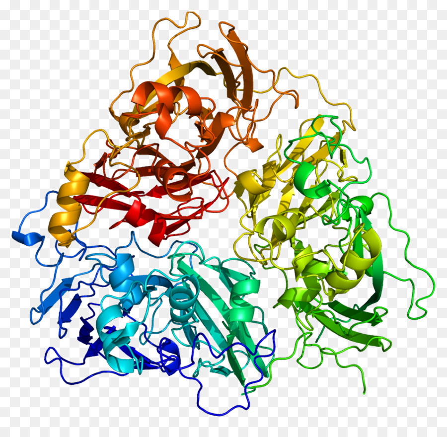 Struktur Protein，Molekul PNG