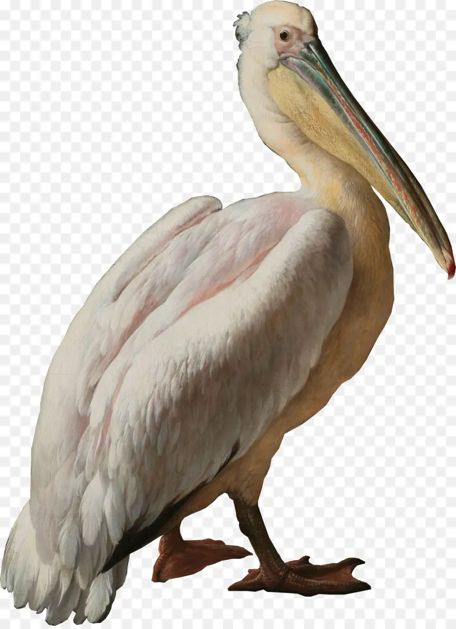 Pelican，Burung PNG