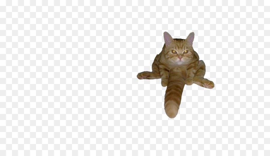 Kucing，Hewan PNG