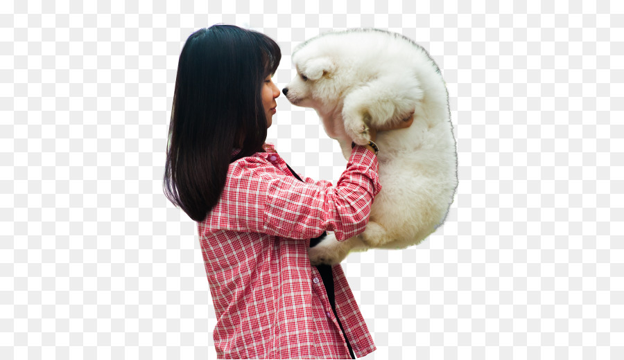 Anjing，Anjing Samoyed PNG