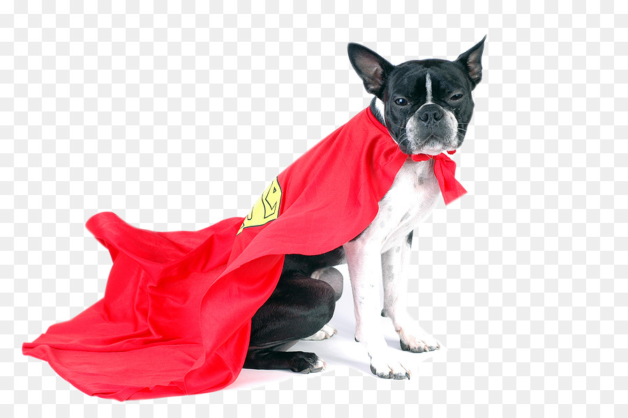 Boston Terrier，Hewan Peliharaan PNG