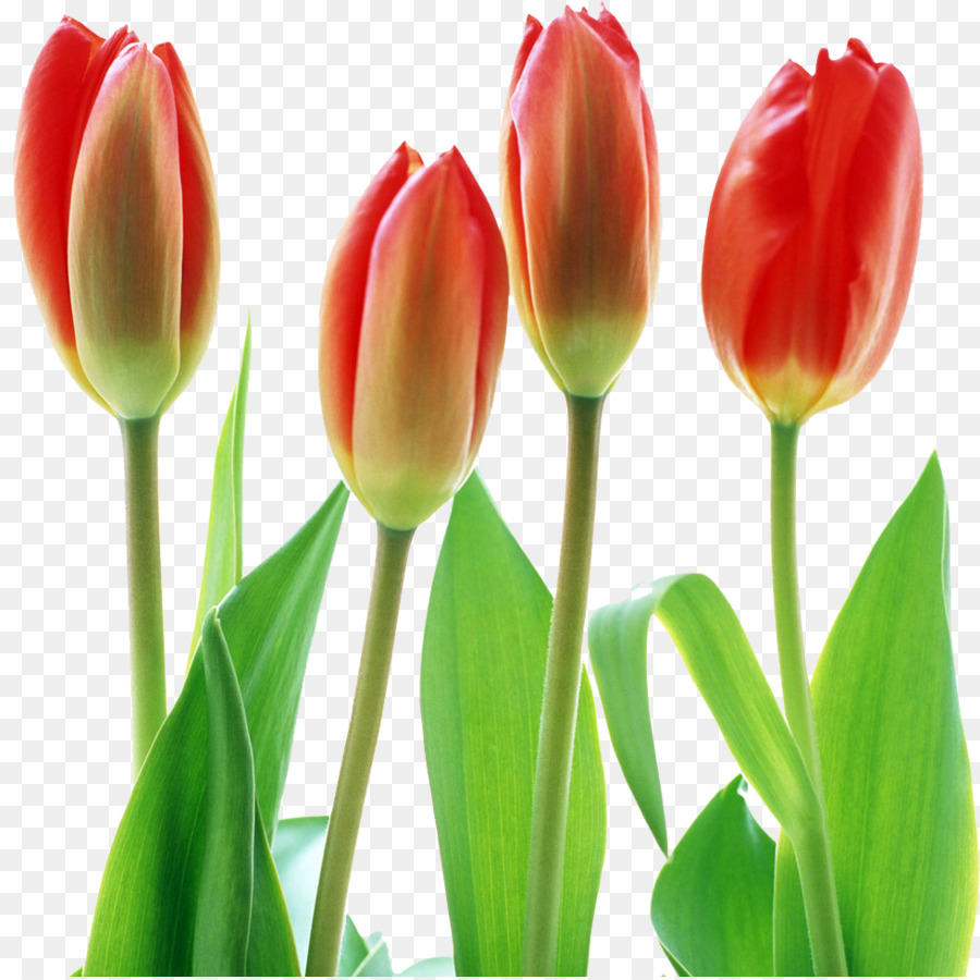 1200 Tulip HD Wallpapers and Backgrounds