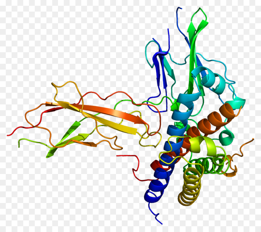 Protein，Molekul PNG